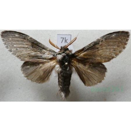 Stauropus fagi (Linnaeus, 1758) male Potwora buczynówka Czech7k